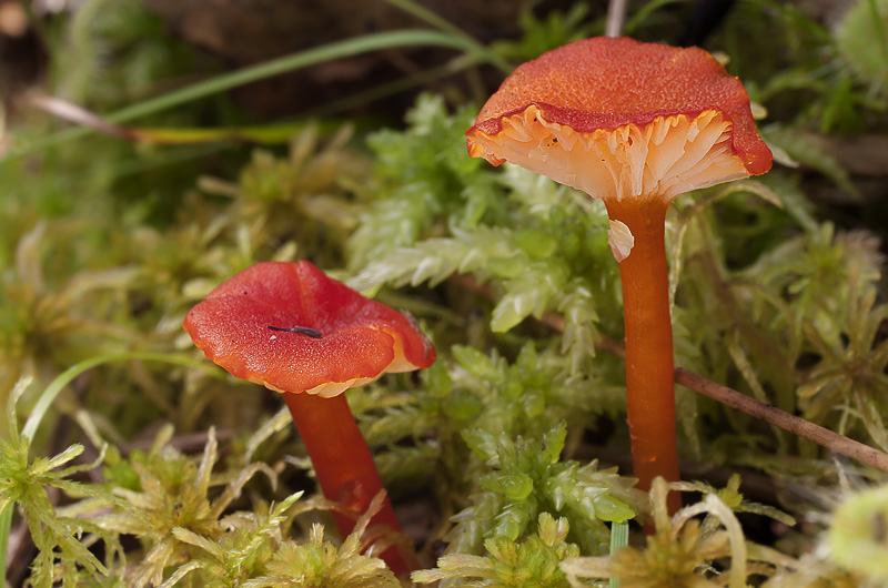 Hygrocybe coccineocrenata